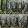 musch cribrellum pupa3 volg12